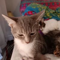Pottstown Animal Wellness Services ico