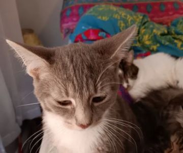 Pottstown Animal Wellness Services