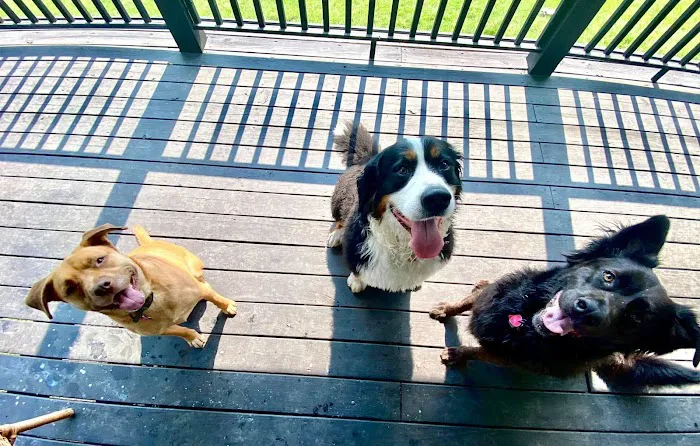 Pottstown Animal Wellness Services 7