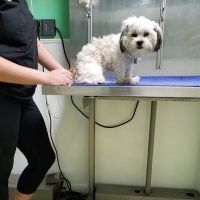 Pottsgrove Animal Hospital ico