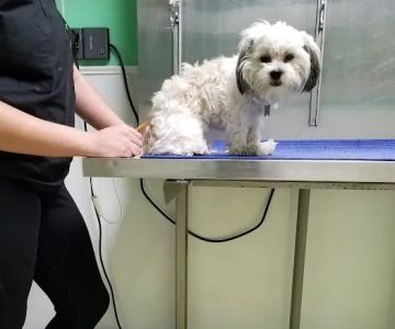Pottsgrove Animal Hospital