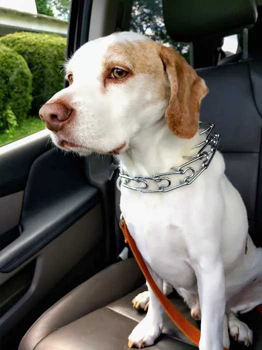 Pottsgrove Animal Hospital 8