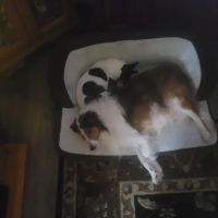 Pottsgrove Animal Hospital: Shreves Donald DVM ico