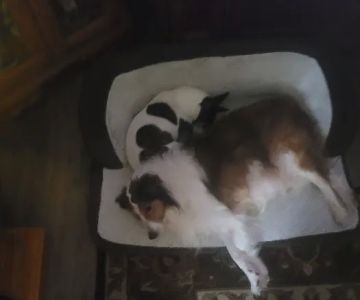 Pottsgrove Animal Hospital: Shreves Donald DVM