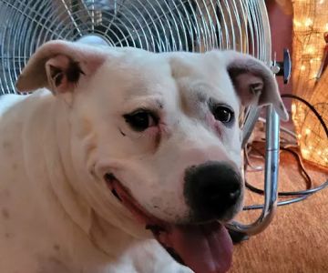 MainStreetVet.net
