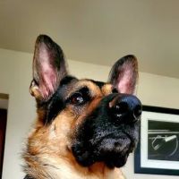 Indian Valley Animal Hospital ico