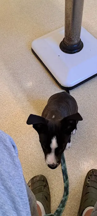 Buckingham Animal Hospital 4
