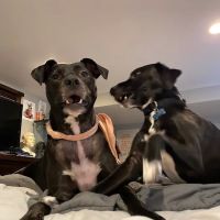Buckingham Animal Hospital ico