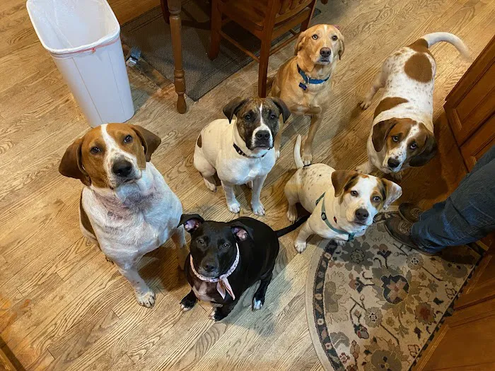 Buckingham Animal Hospital 8
