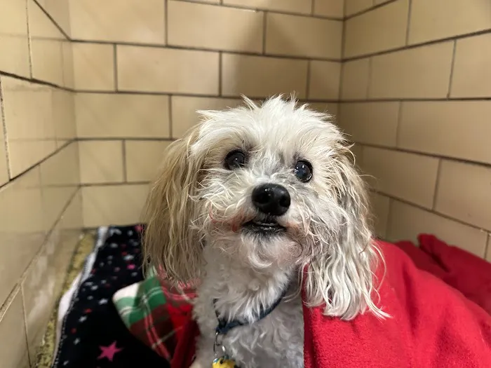 Holicong Valley Veterinary Center 3