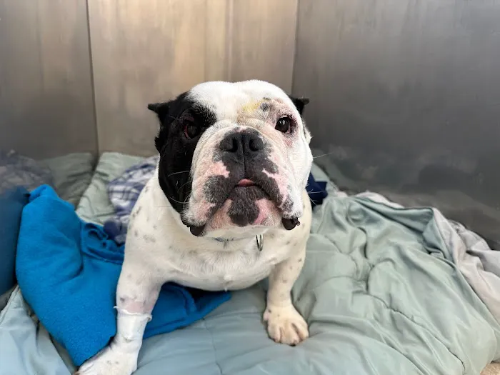 Holicong Valley Veterinary Center 2