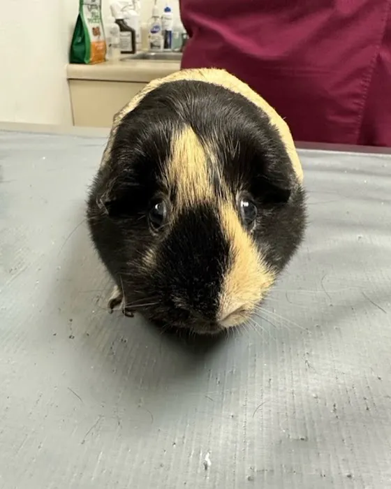 Holicong Valley Veterinary Center 4