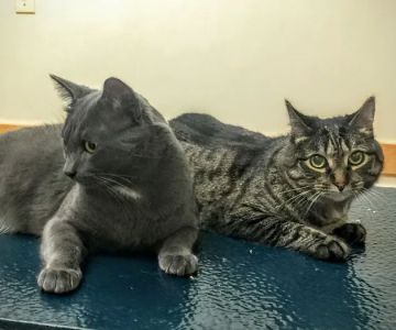 Washington Crossing Animal Hospital