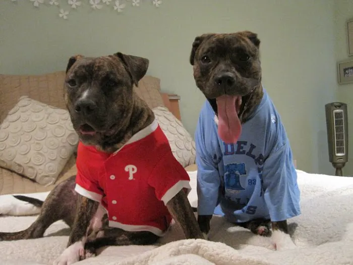 Stony Brook Home Veterinary Care 2
