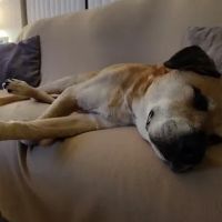 Stony Brook Home Veterinary Care ico