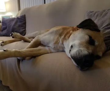 Stony Brook Home Veterinary Care
