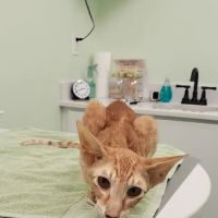 Cats Only Veterinary Hospital & McSNIP ico