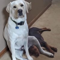 Thorntown Veterinary Clinic ico