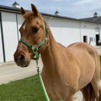 Janssen Veterinary Clinic ico