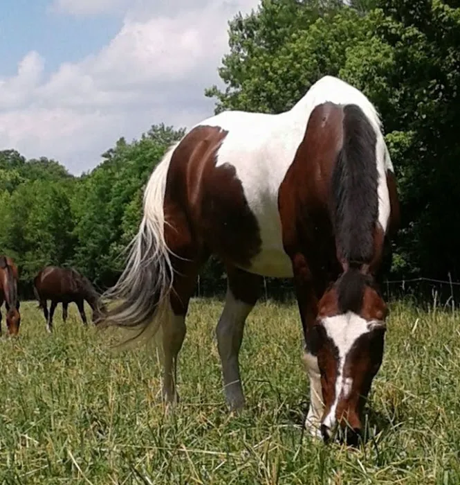 Janssen Veterinary Clinic 12
