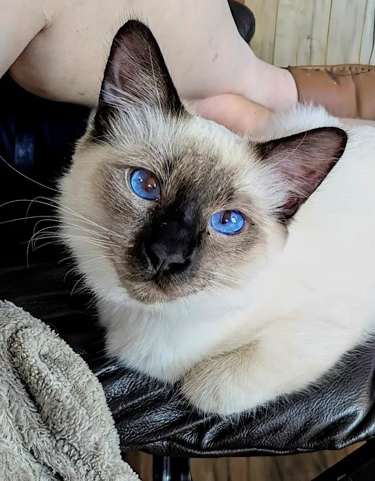 Knox Balinese Cattery 1