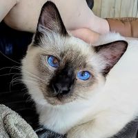 Knox Balinese Cattery ico