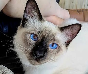 Knox Balinese Cattery