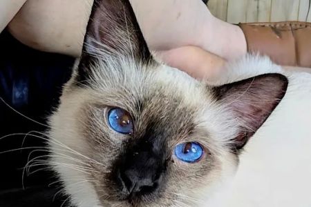 Knox Balinese Cattery
