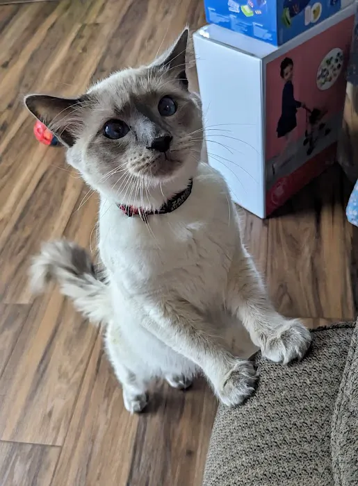Knox Balinese Cattery 2