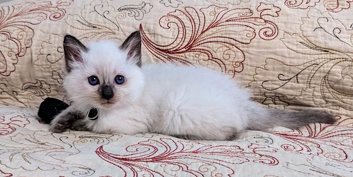 Knox Balinese Cattery 3