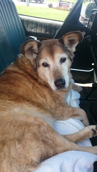 Four Loving Paws Veterinary Services Inc 6