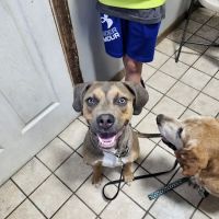 Royer Veterinary Services ico