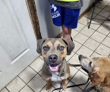 Royer Veterinary Services
