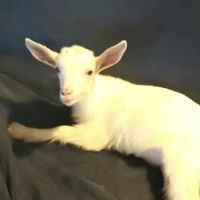 Farmstead Veterinary Service PC ico
