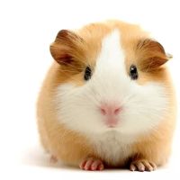 Paws Inn Animal Hospital ico