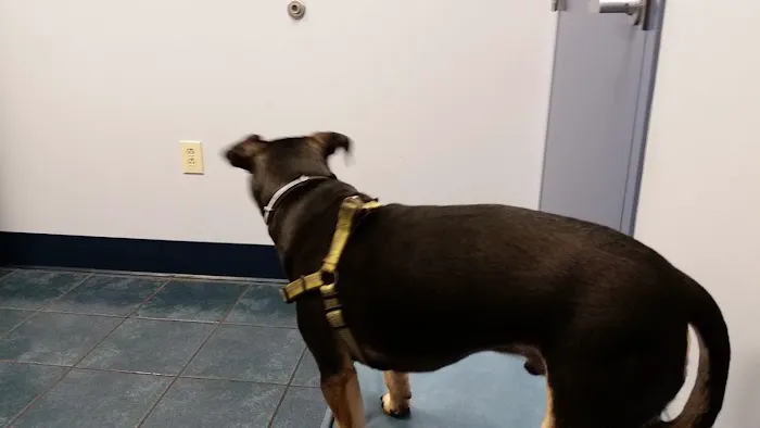 Paws Inn Animal Hospital 12