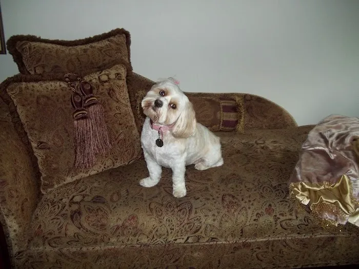 All Pets Animal Hospital 1