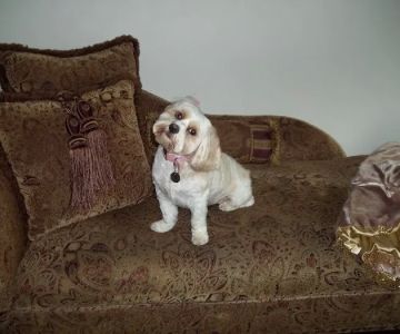 All Pets Animal Hospital
