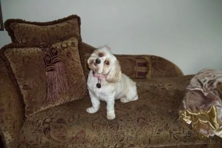 All Pets Animal Hospital