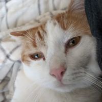 Apple Valley Animal Hospital ico