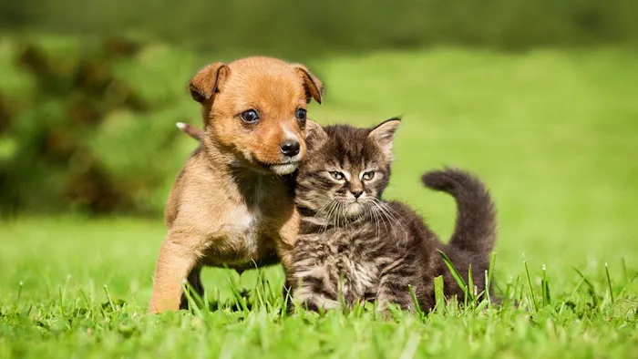 Apple Valley Animal Hospital 12