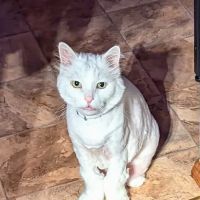 Veterinary Preventive Care, LLC. ico