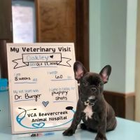 VCA Beavercreek Animal Hospital ico