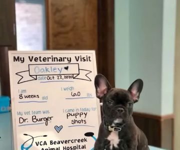 VCA Beavercreek Animal Hospital