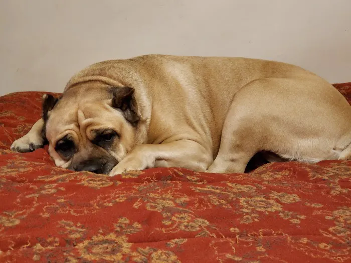VCA Beavercreek Animal Hospital 9