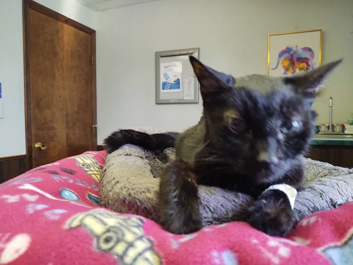 VCA Beavercreek Animal Hospital 4