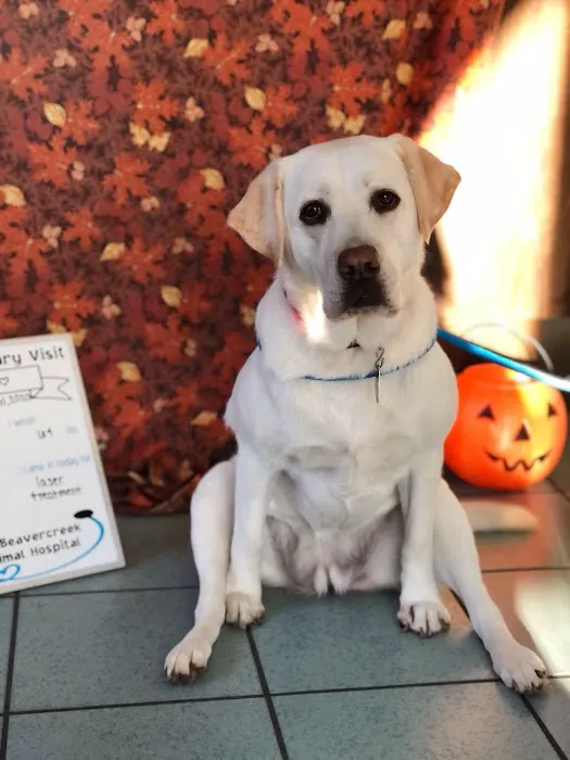 VCA Beavercreek Animal Hospital 6