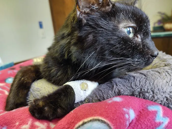 VCA Beavercreek Animal Hospital 8
