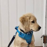 Alpha Veterinary Clinic ico