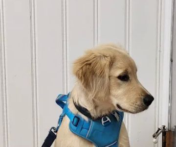 Alpha Veterinary Clinic